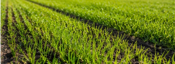 gruenland_nachsaat_600x220